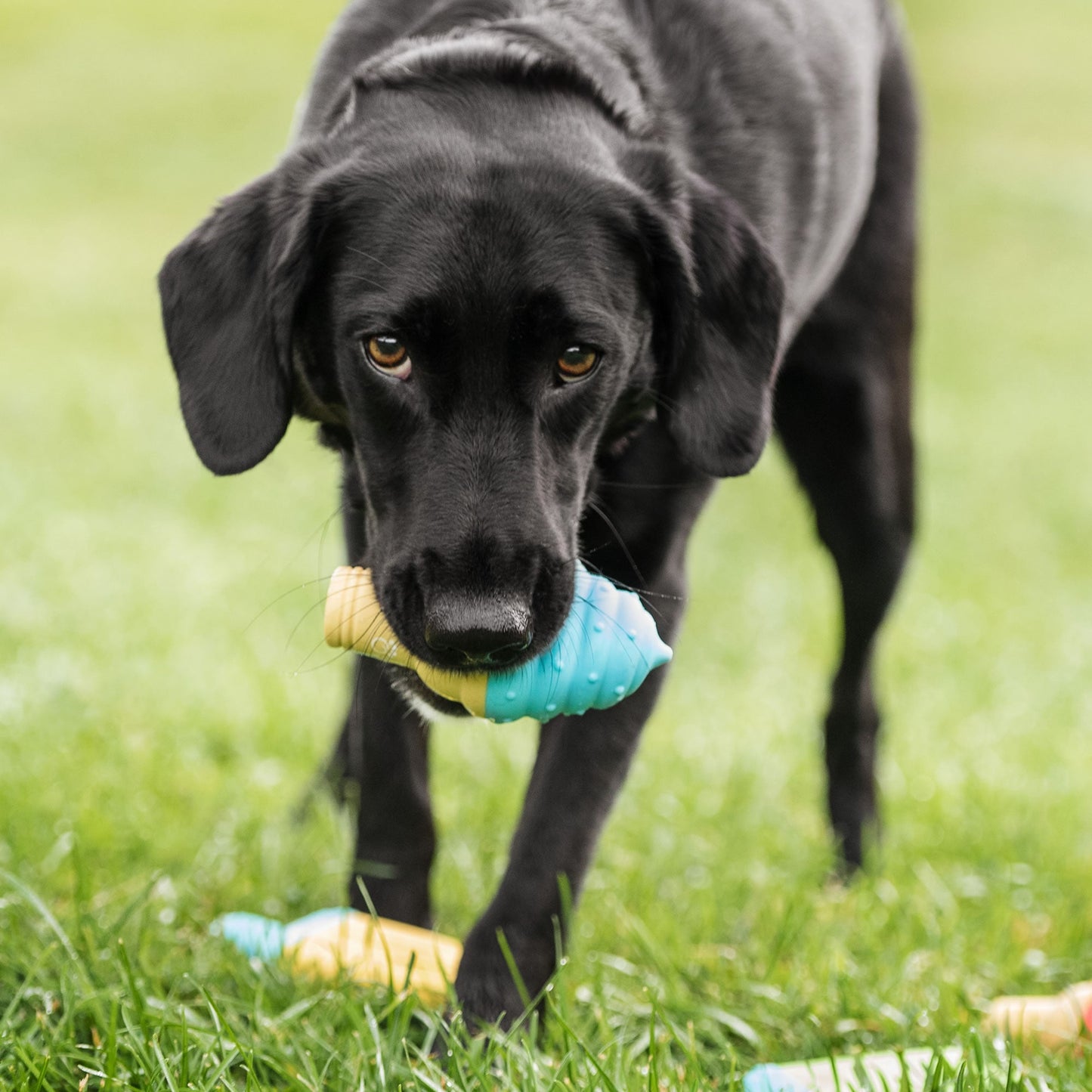 Dog Ice Toy Pack – Freeze & Play Relief Chews, 24pc