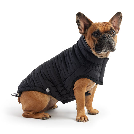 French Bulldog wearing black GF Pet reversible chalet jacket showing quilted nylon side on white background