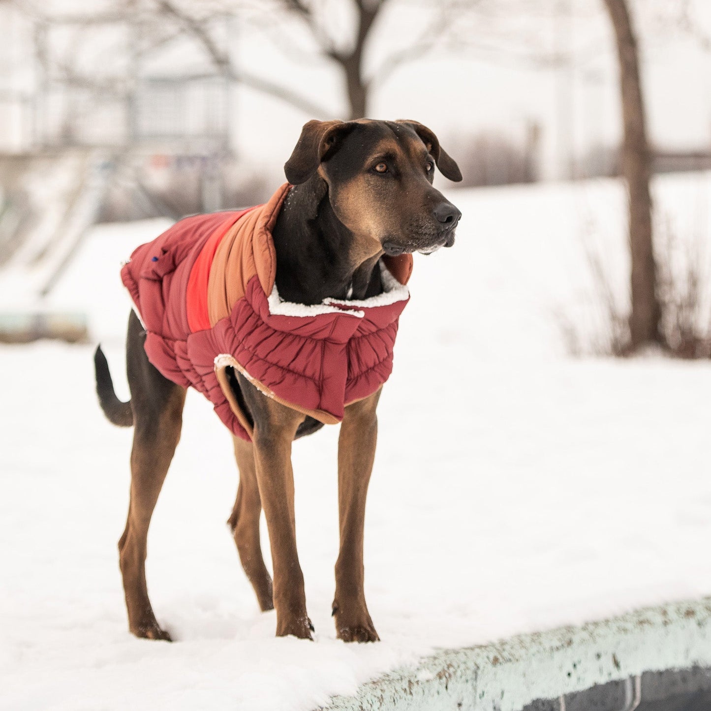 Retro Puffer Dog Jacket – Dark Red | Elasto-FIT