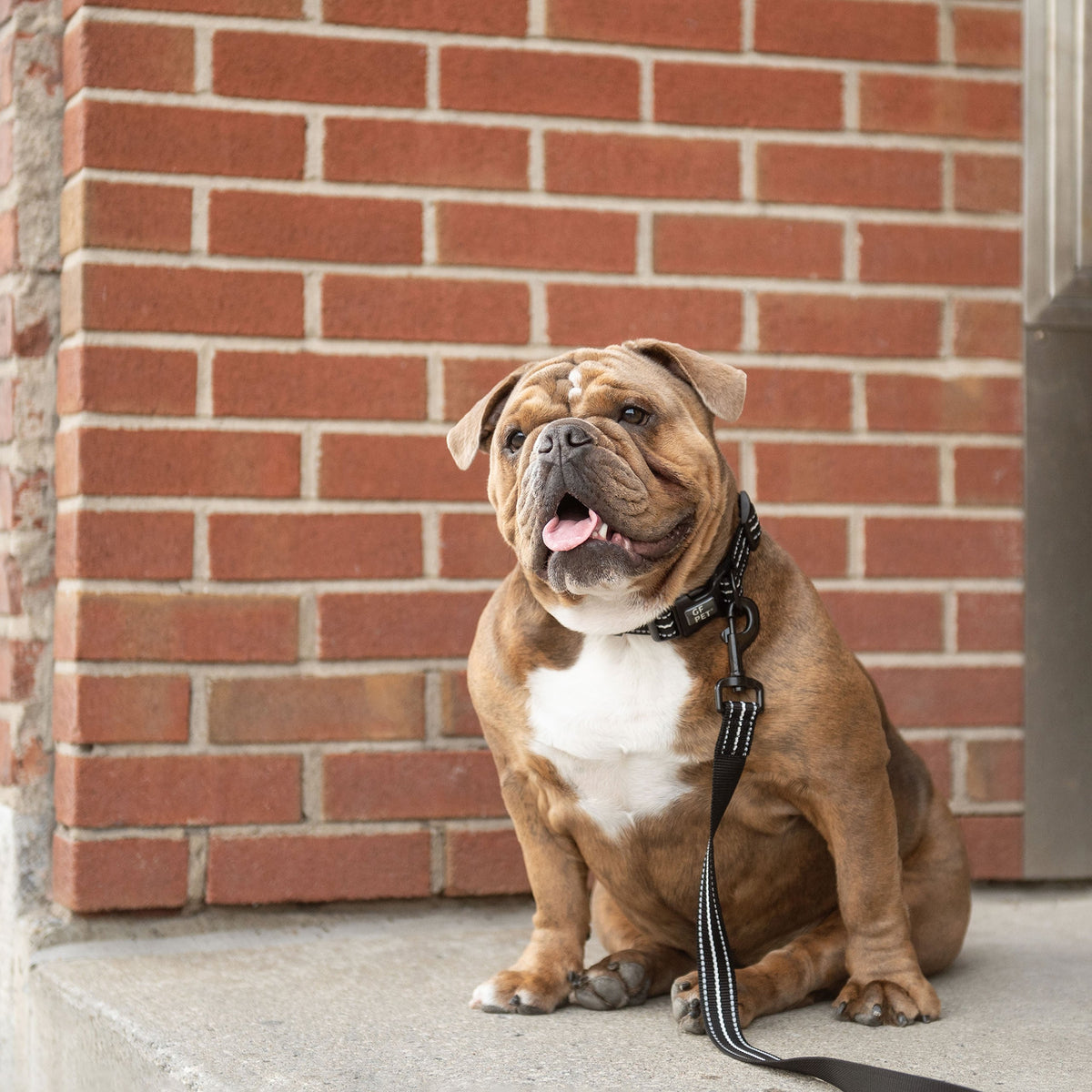 Dog Collar - Reflective High Visibility Black - product photo