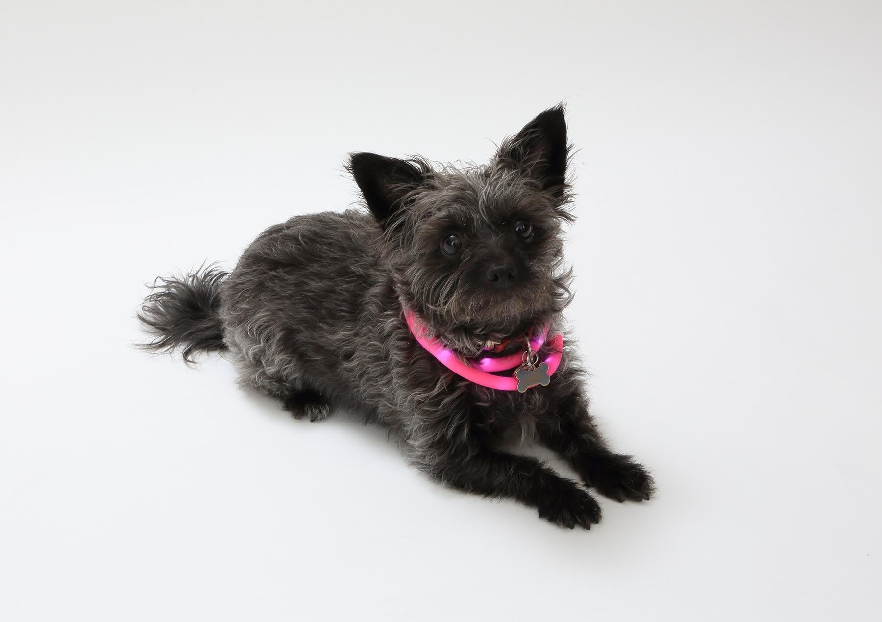Dog Collar – LED Light-Up USB Rechargeable - High quality pet product