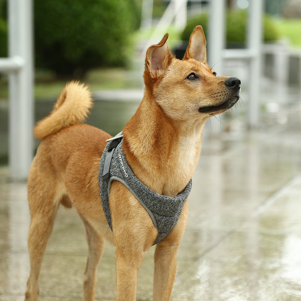 Dog Harness – Air Pro Foam Padded Breathable