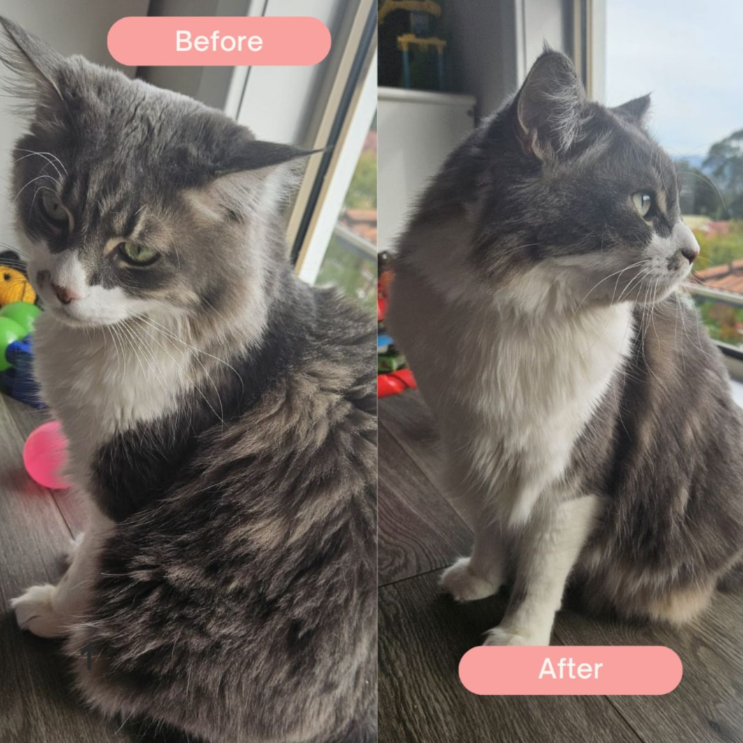 Before after pet grooming - Professional waterless grooming results