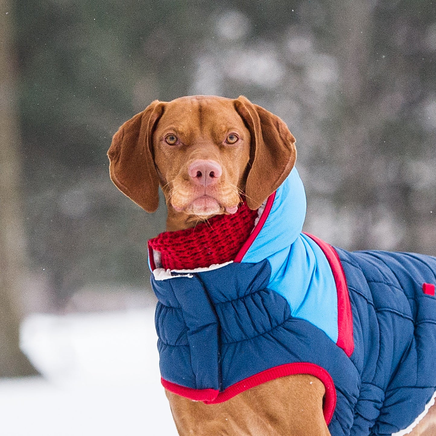 Chalet Tube Scarf for Dogs – Red | Neck Warmer