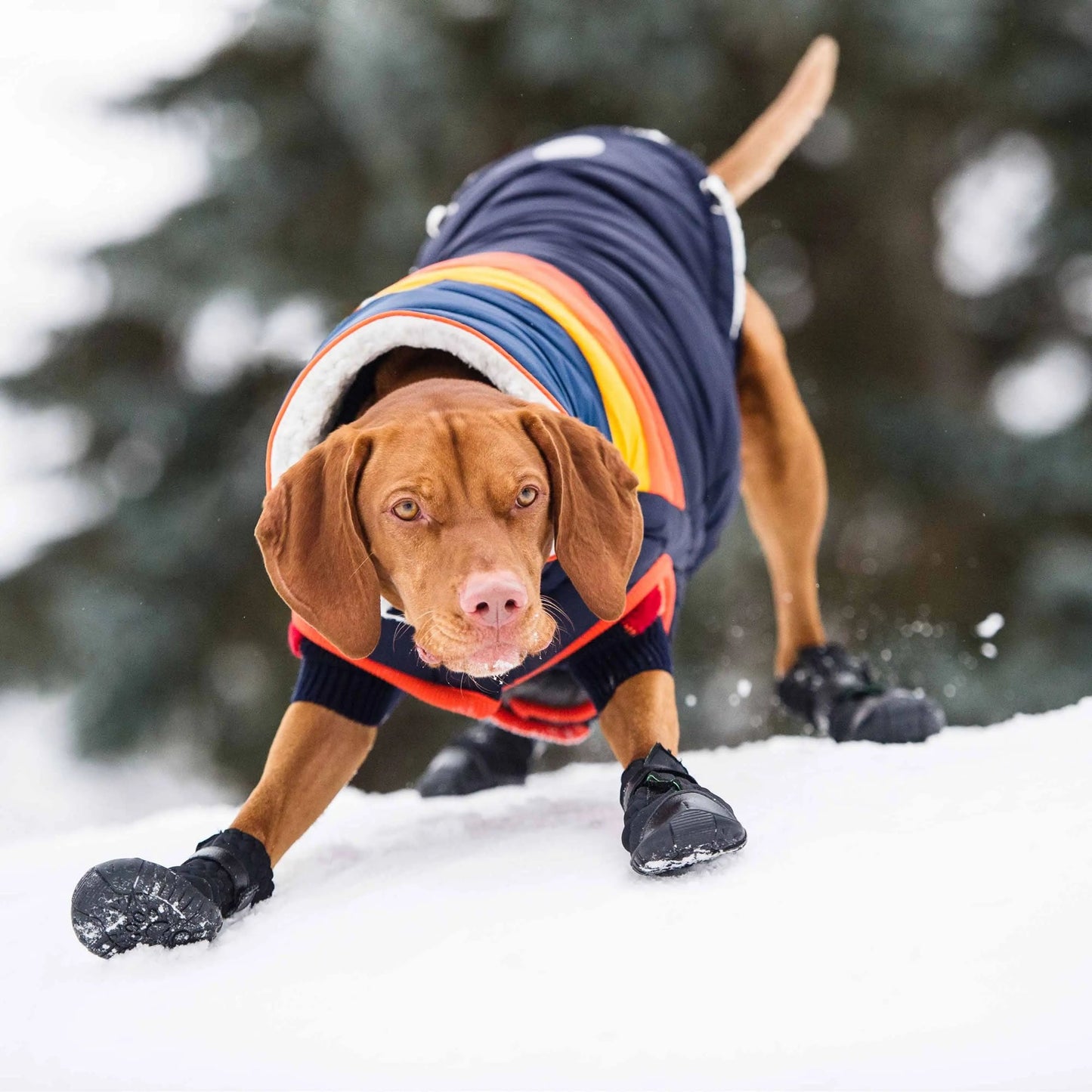 Dog Boots – Stretchy Neoprene Water-Resistant