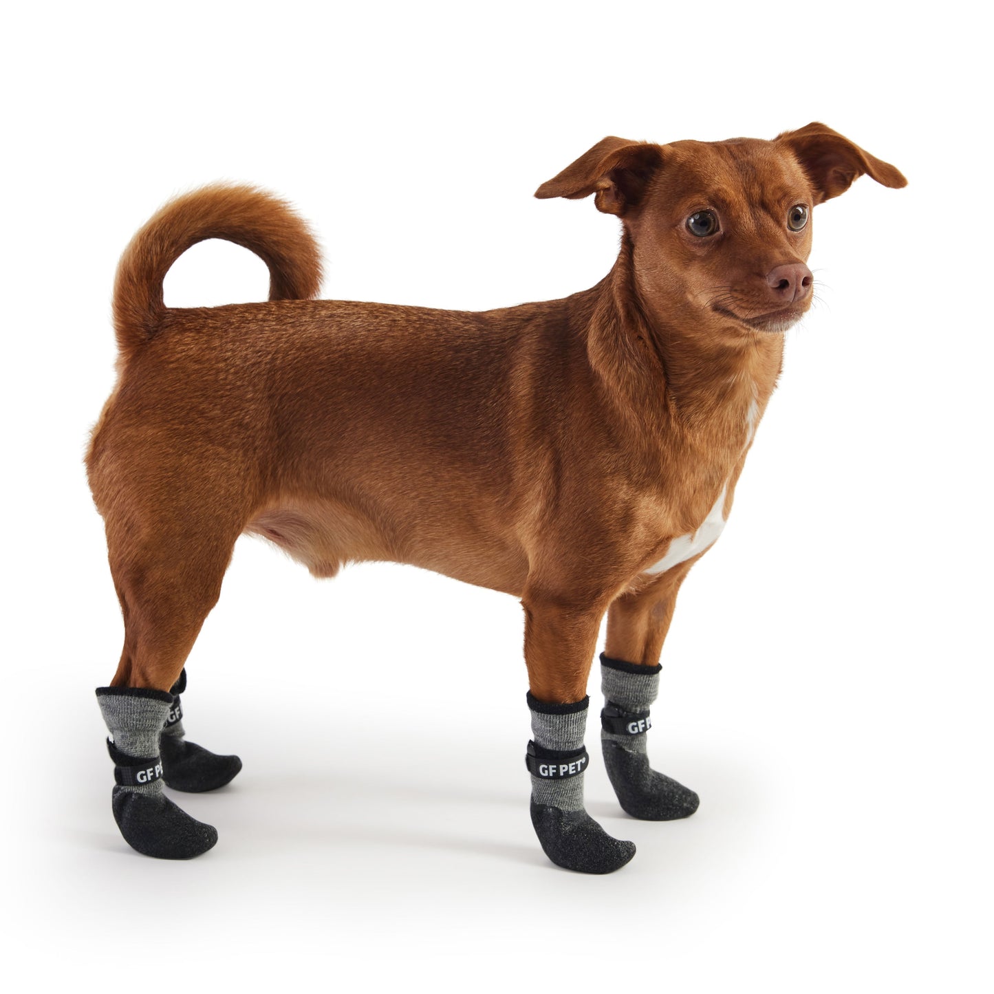 Small dog wearing all four GF Pet charcoal waterproof all terrain boots on white background showing side profile and secure fit