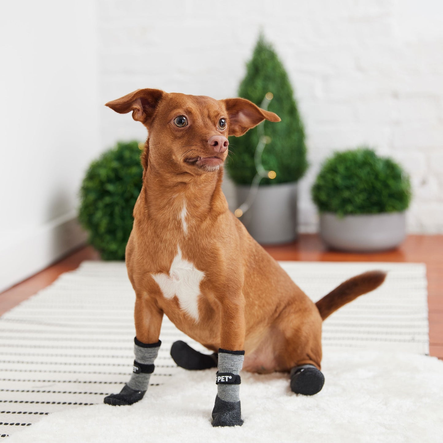 Small dog wearing GF Pet charcoal all terrain waterproof boots indoors lifestyle photo showing proper fit on all four paws
