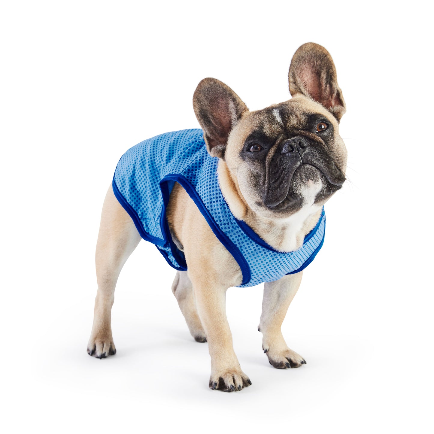Elasto-FIT Dog Ice Vest – Blue | Summer Cooling Vest