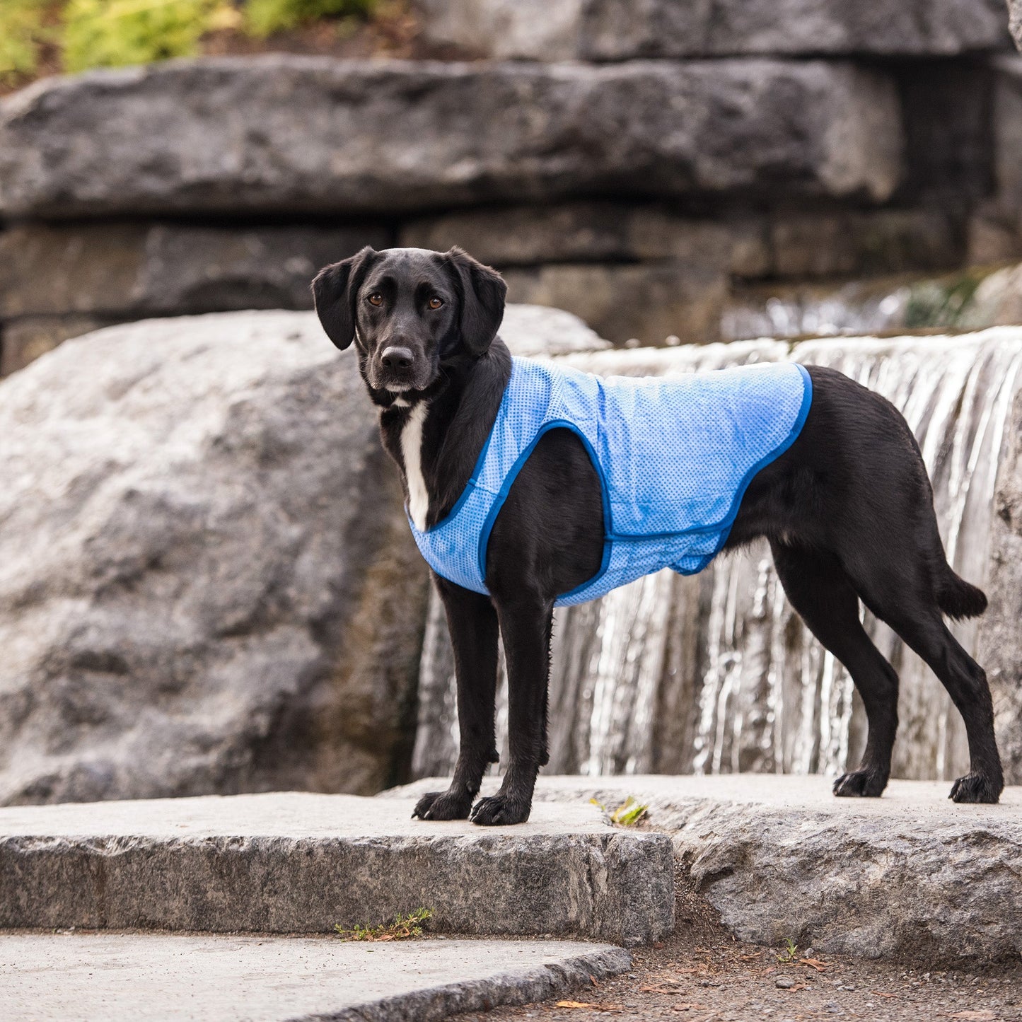 Elasto-FIT Dog Ice Vest – Blue | Summer Cooling Vest