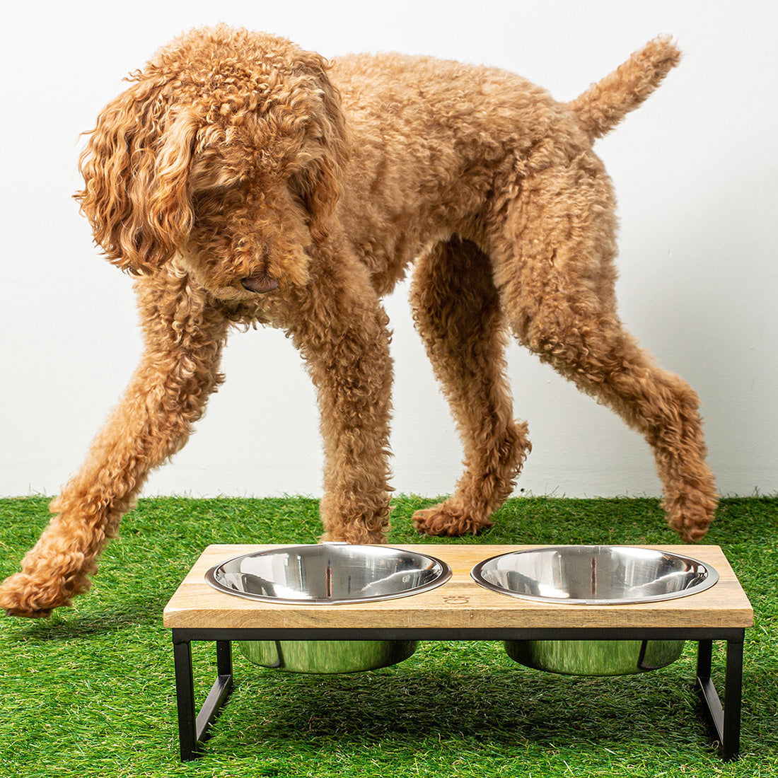 Golden doodle dog using large size wood metal elevated feeder with stainless steel bowls