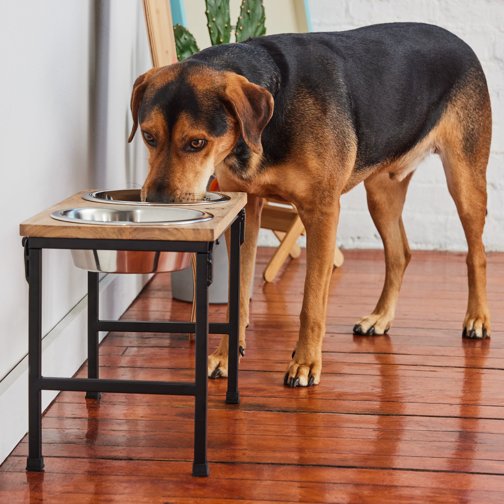 Dog eating from Large Tall mango wood elevated feeder with stainless steel bowl indoors