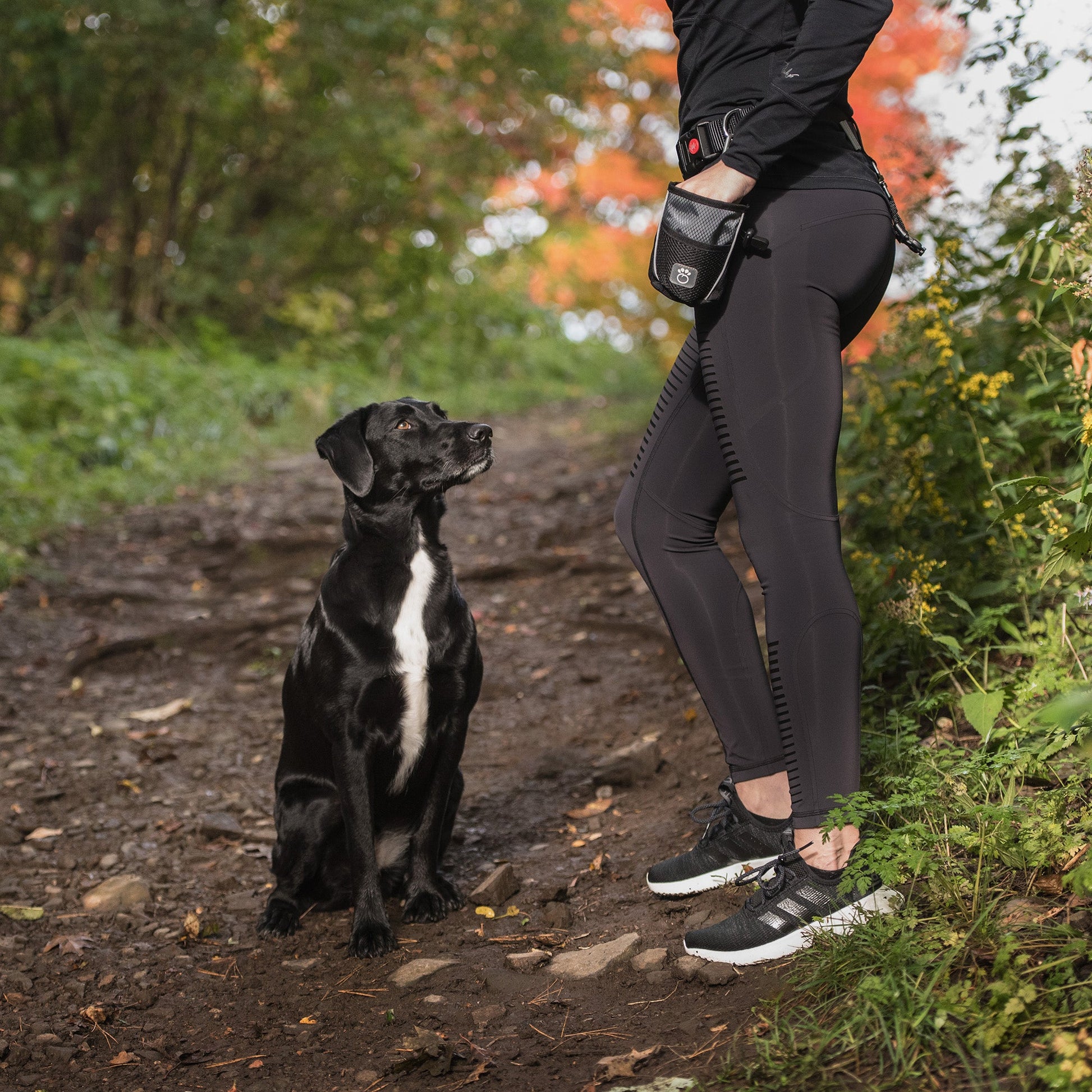 GF PET treat bag attached to belt on outdoor autumn trail during dog training session