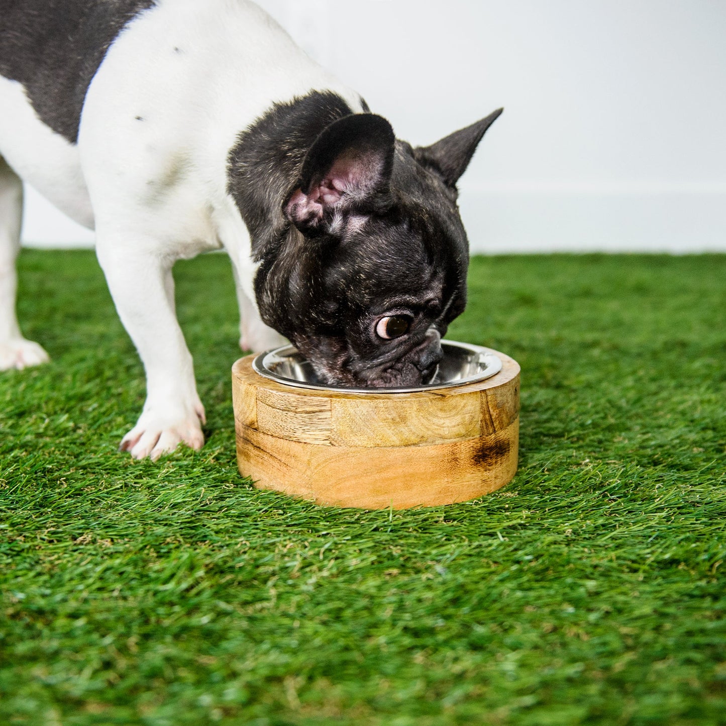 Dog eating from GF Pet mango wood single bowl size M on grass lifestyle photo showing natural wood finish