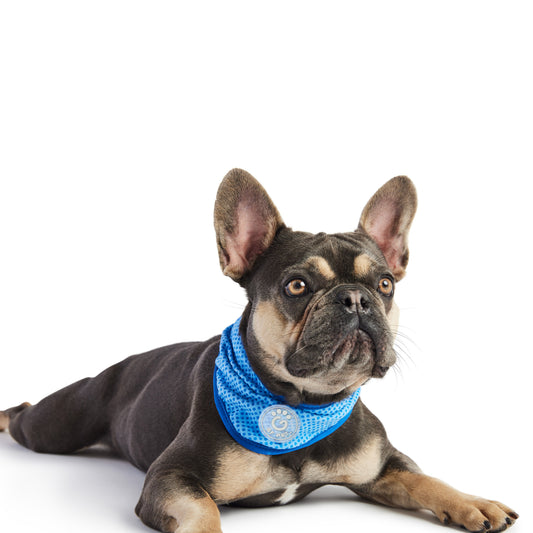 Dog Bandana – ICE BAND Cooling COOLFRESH Blue