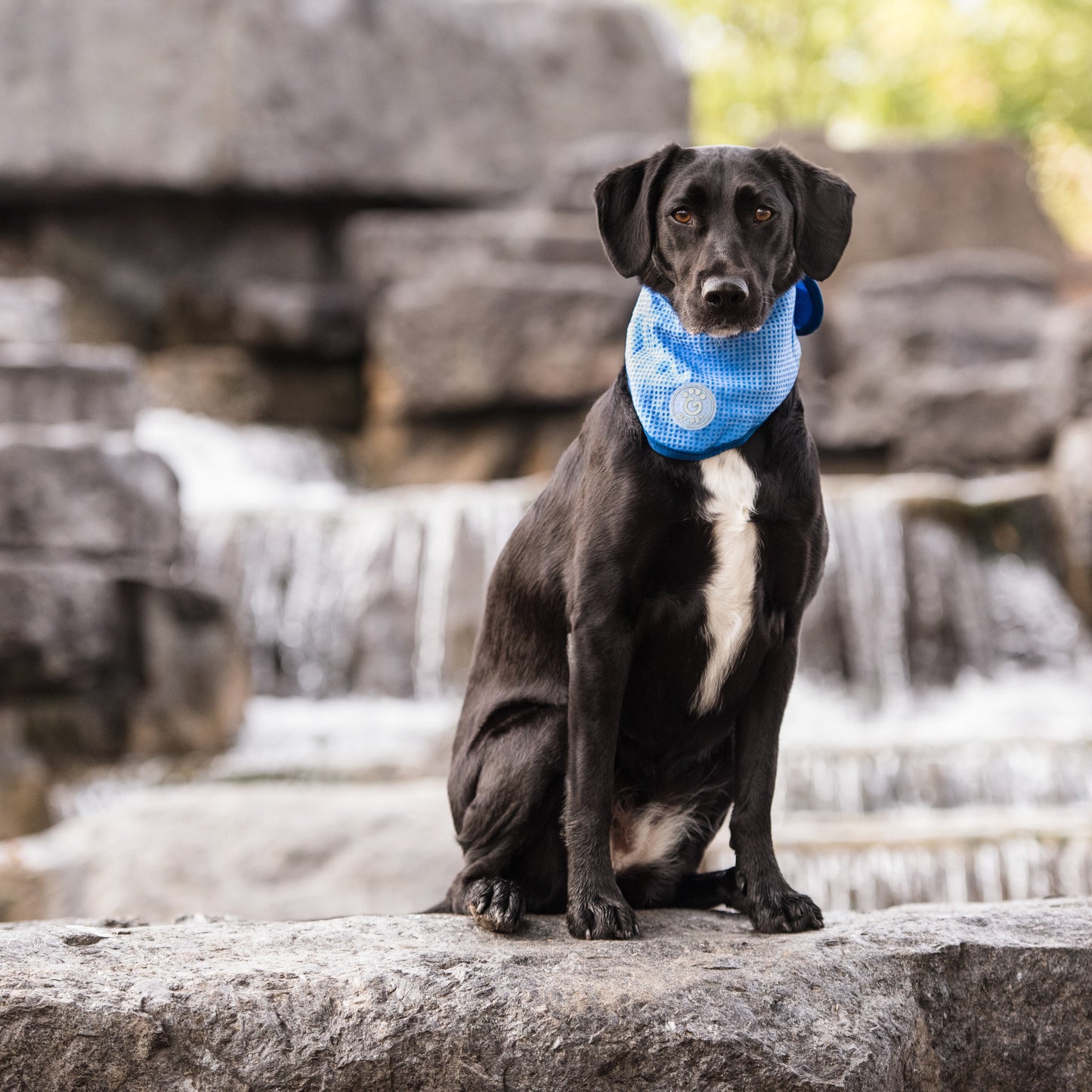 Dog Bandana – ICE BAND Cooling COOLFRESH Blue