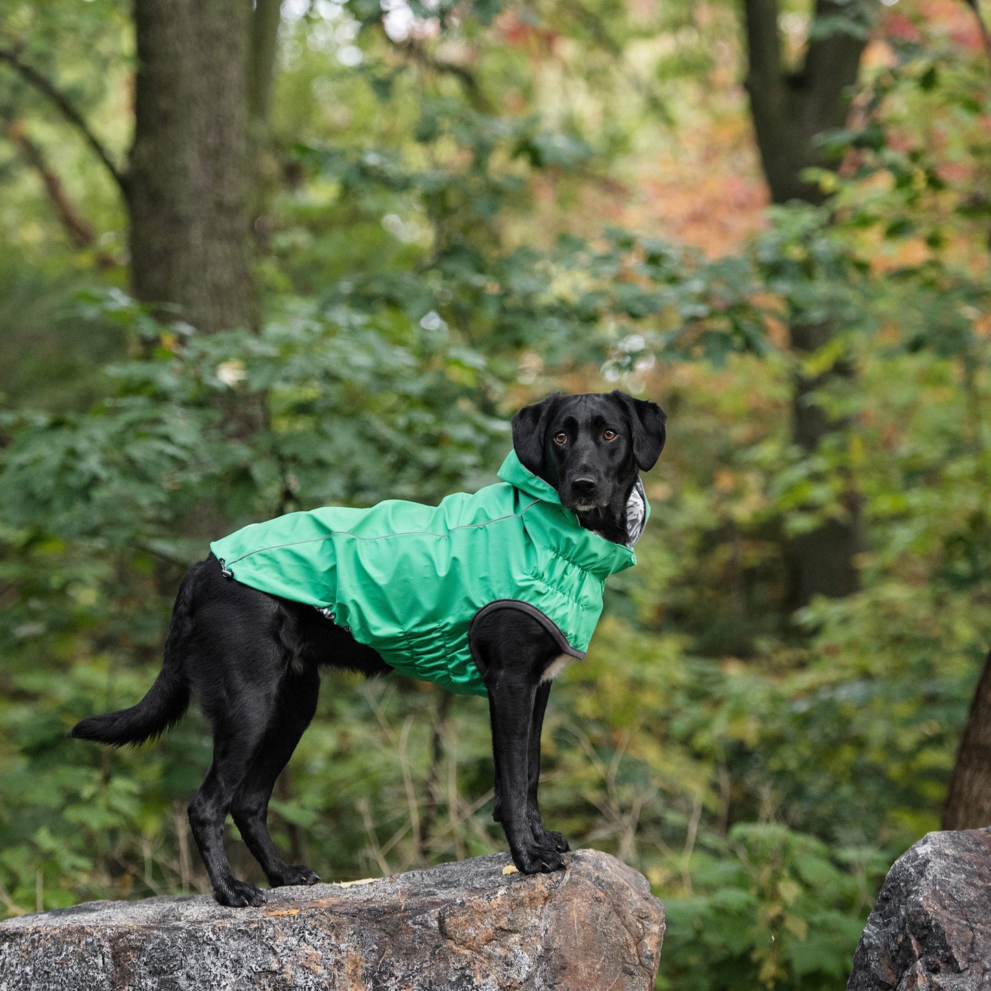 Reversible Dog Raincoat – Waterproof, Elasto-Fit, Tackable Hood, Green