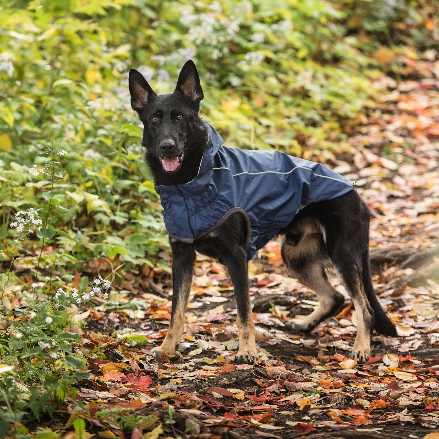 Dog Raincoat – Reversible Waterproof Navy