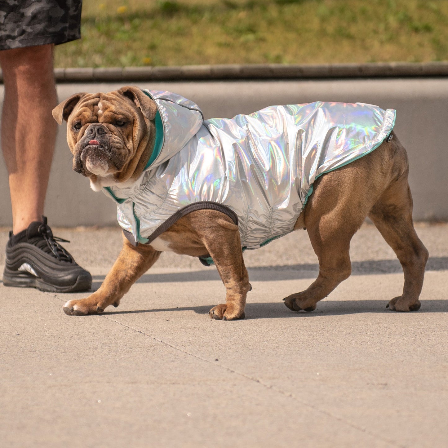 Dog Raincoat – Reversible Neon Aqua Iridescent