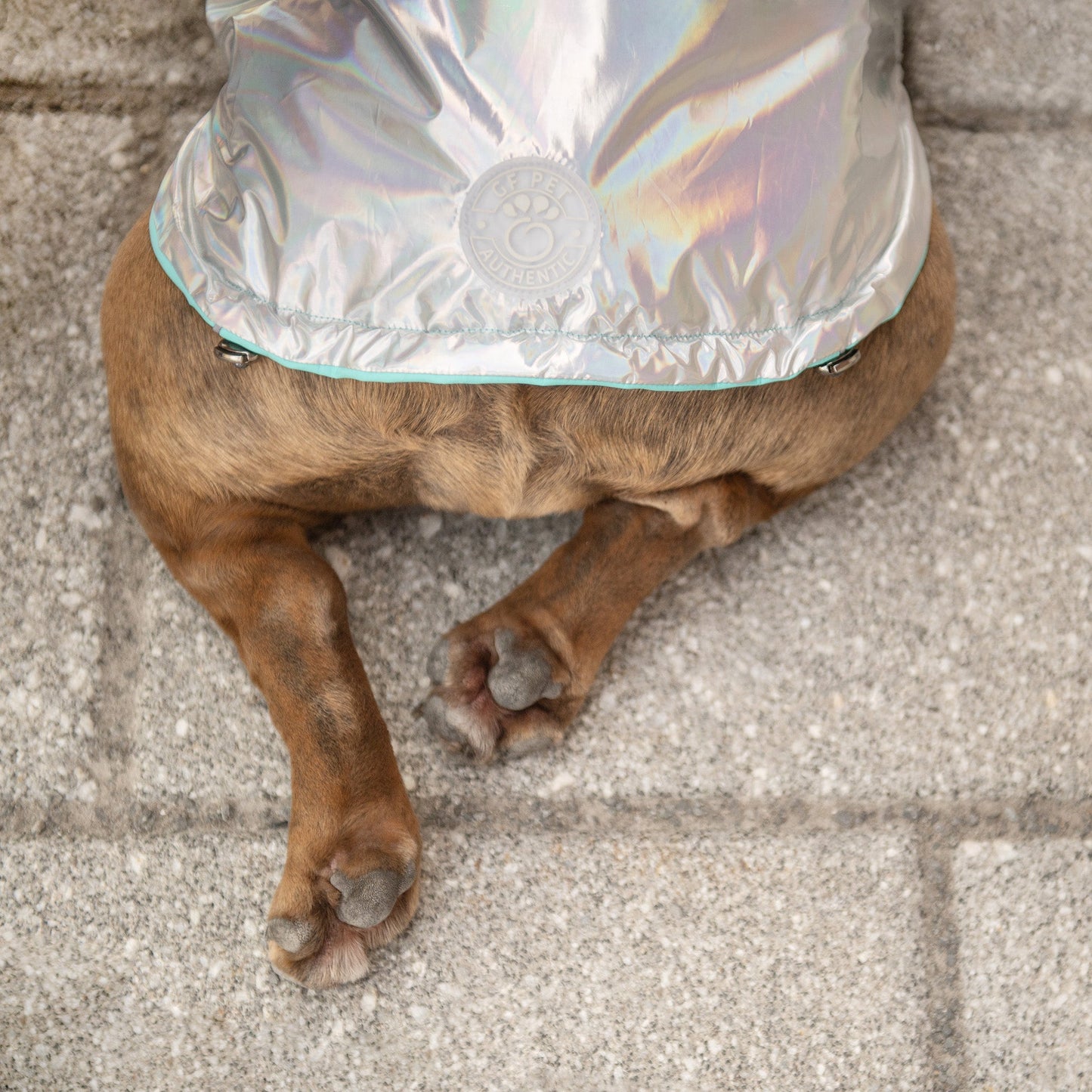 Dog Raincoat – Reversible Neon Aqua Iridescent