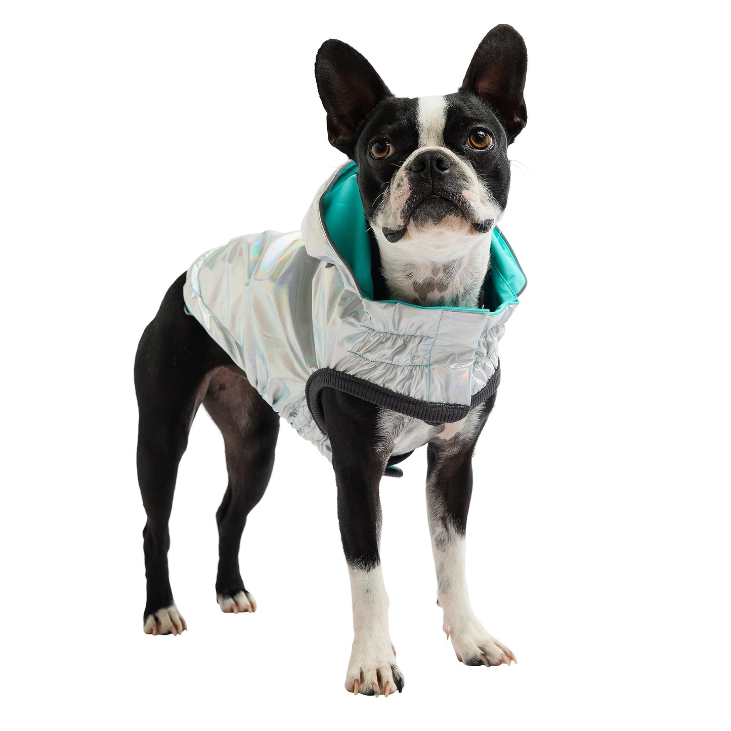 Dog Raincoat – Reversible Neon Aqua Iridescent