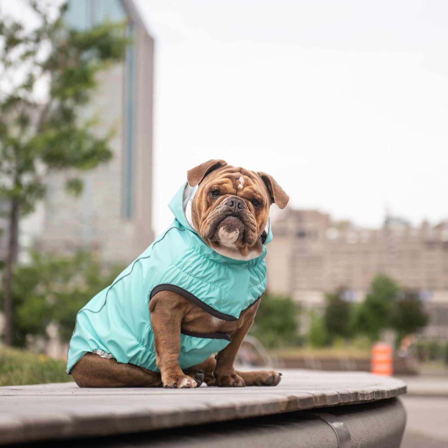 Dog Raincoat – Reversible Neon Aqua Iridescent