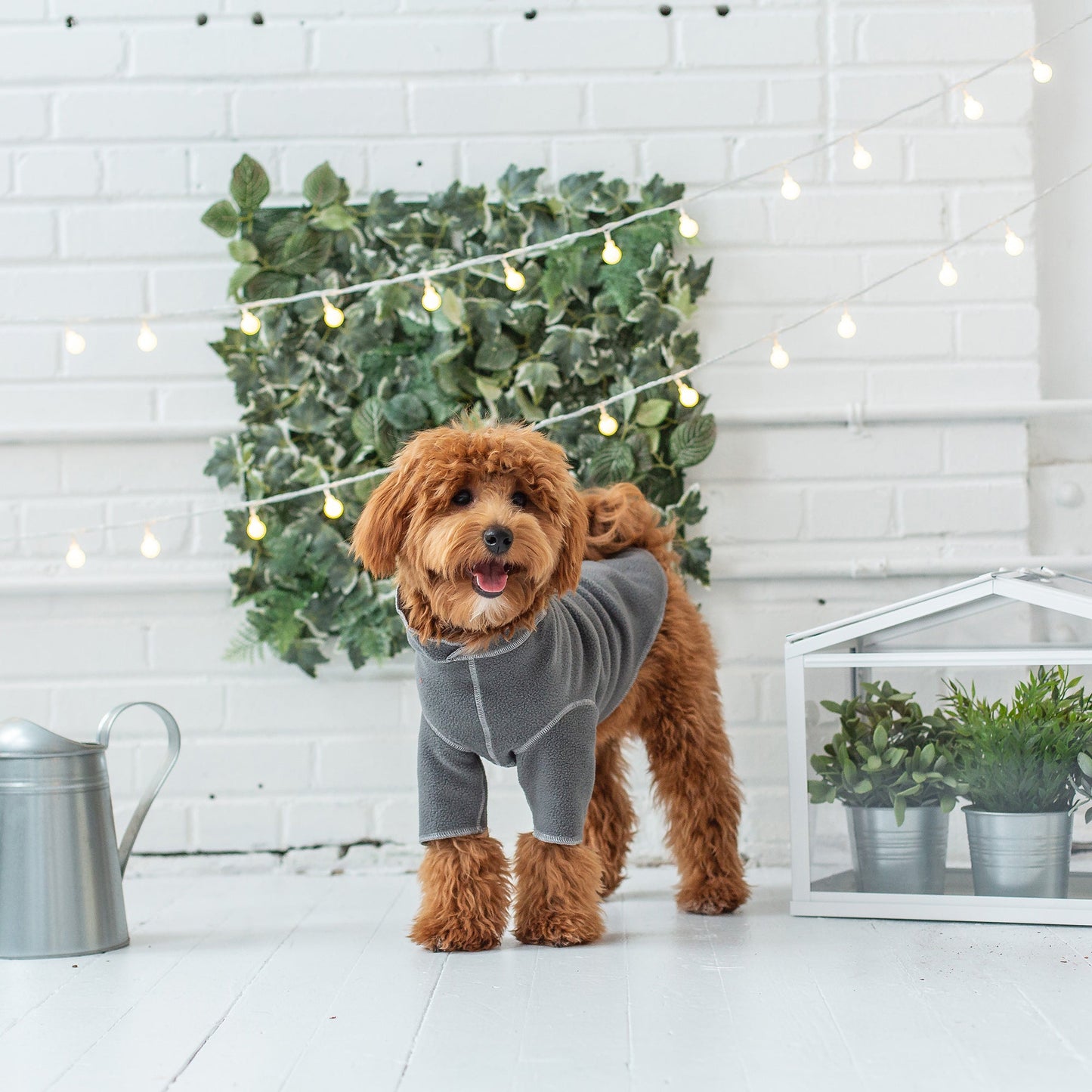 Fluffy dog wearing charcoal GF Pet Gondola base layer in styled home setting with greenery wall and watering can