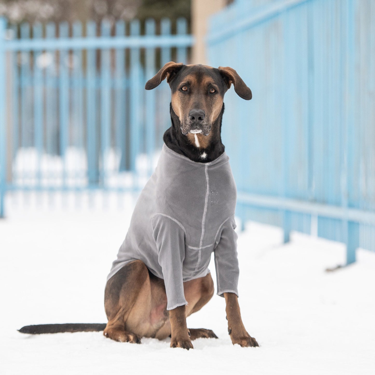 Dog wearing charcoal GF Pet Gondola fleece base layer outdoors in winter snow showing full coverage design