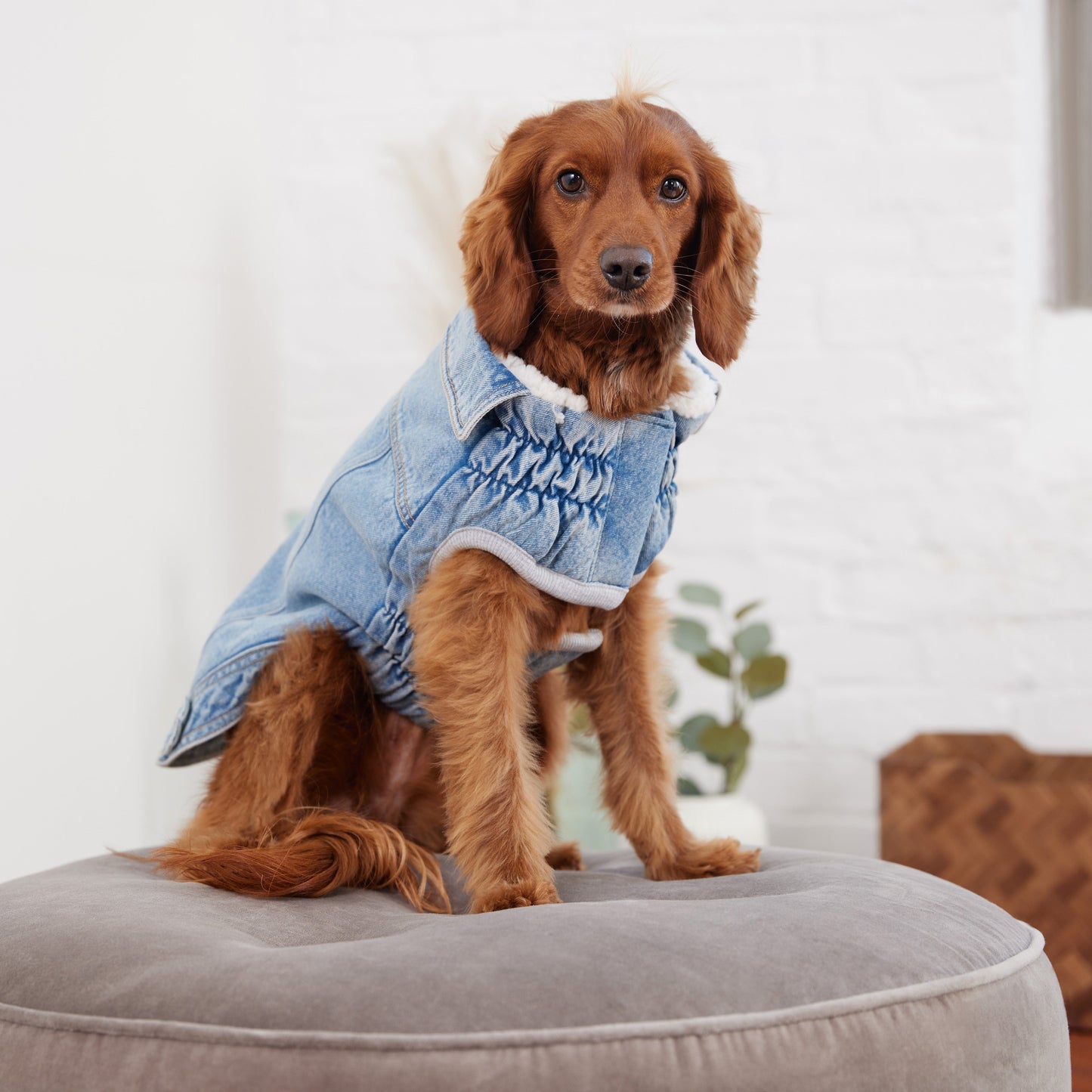 Dog Jacket – Elasto-Fit Denim Light Wash