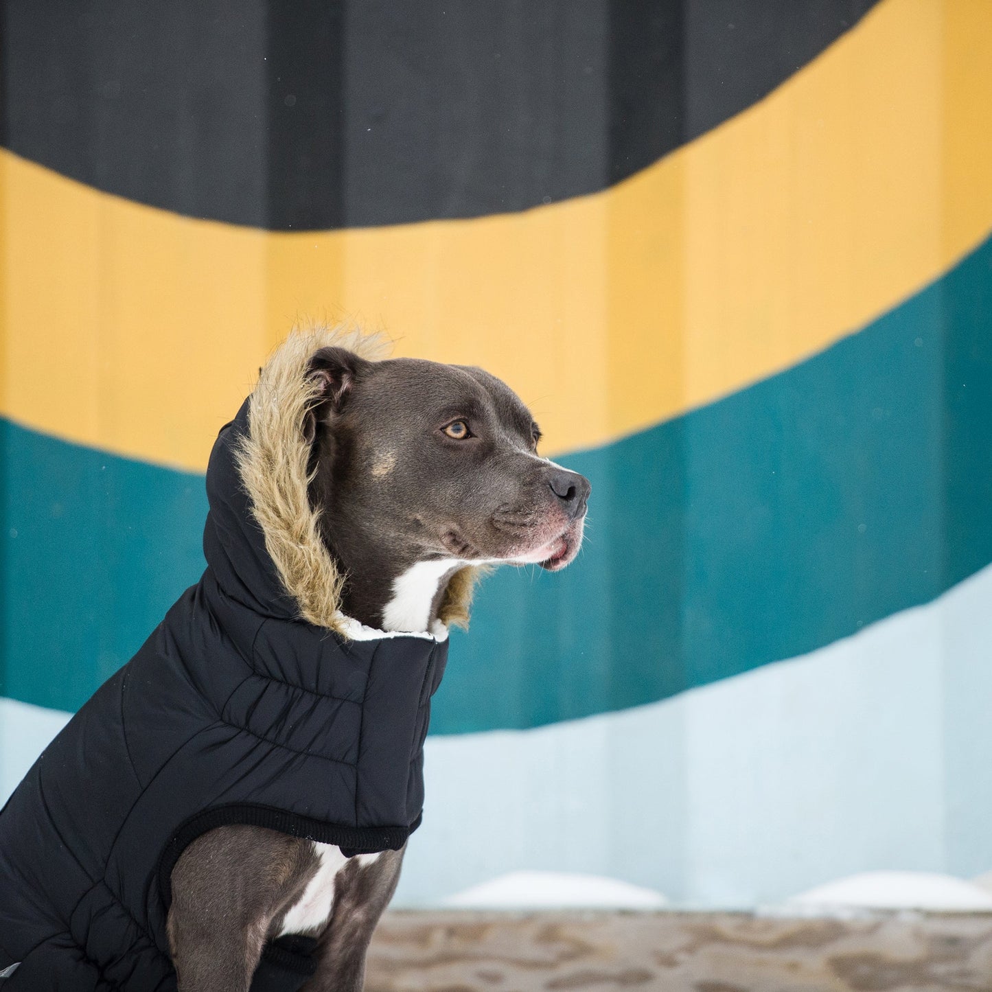Dog Coat – Urban Parka Sherpa Faux Fur Black