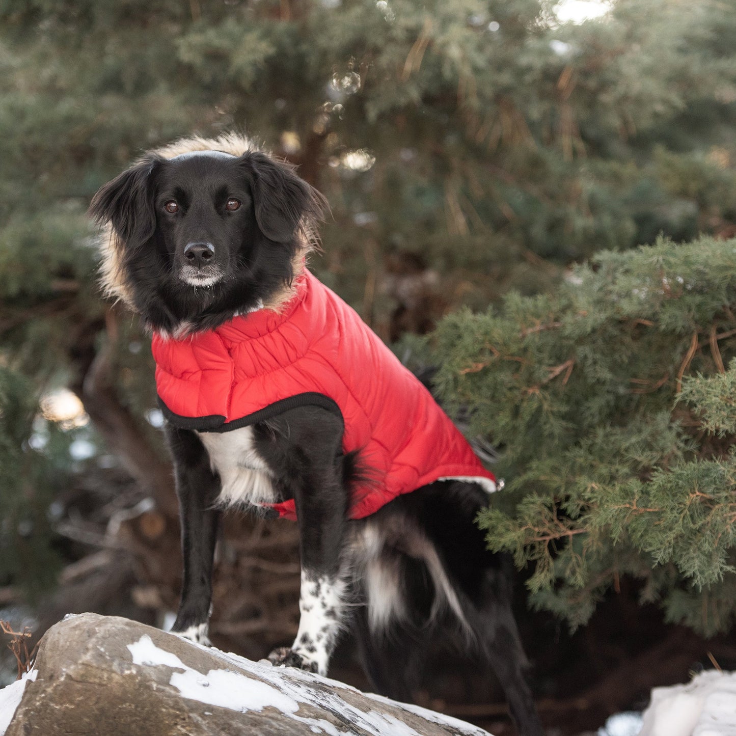 Urban Dog Parka – Red | Vegan Fur Hood, Sherpa Lining