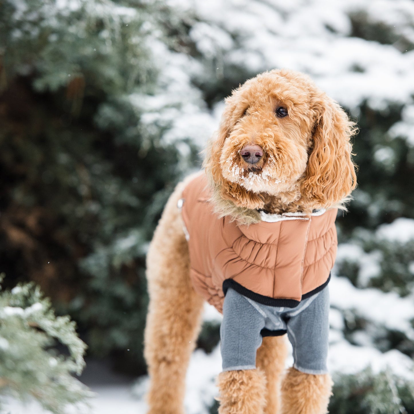Dog Coat – Urban Parka Sherpa Caramel