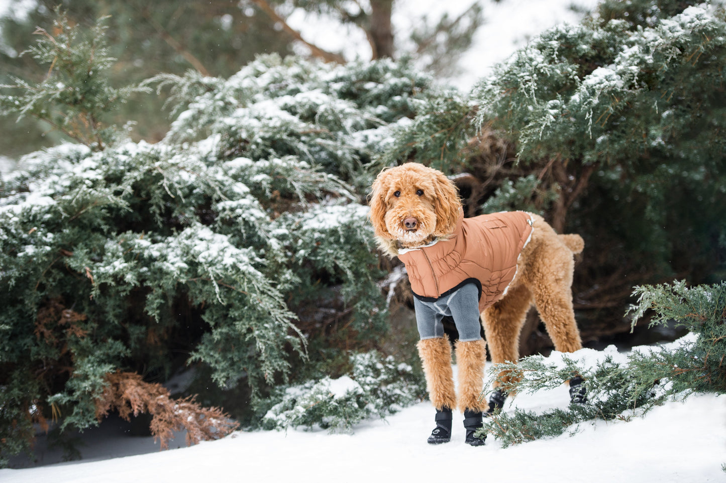 Dog Coat – Urban Parka Sherpa Caramel
