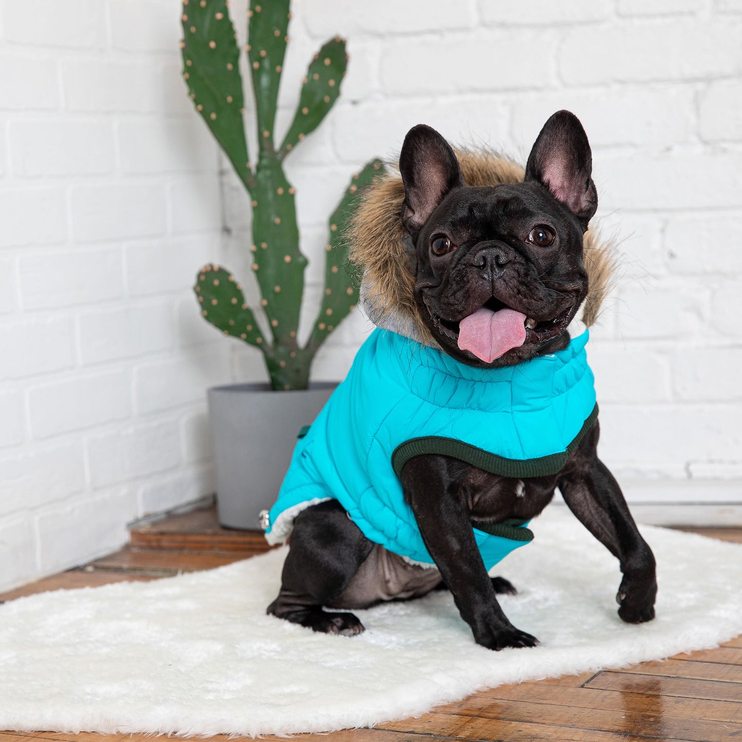 Winter Sailor Dog Parka – Aqua | Fleece-Lined Hood