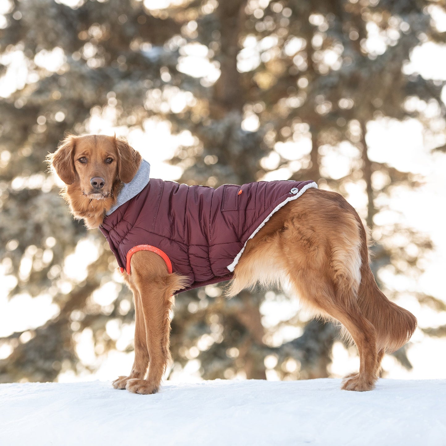 Dog Jacket – Winter Sailor Burgundy Vegan Fur