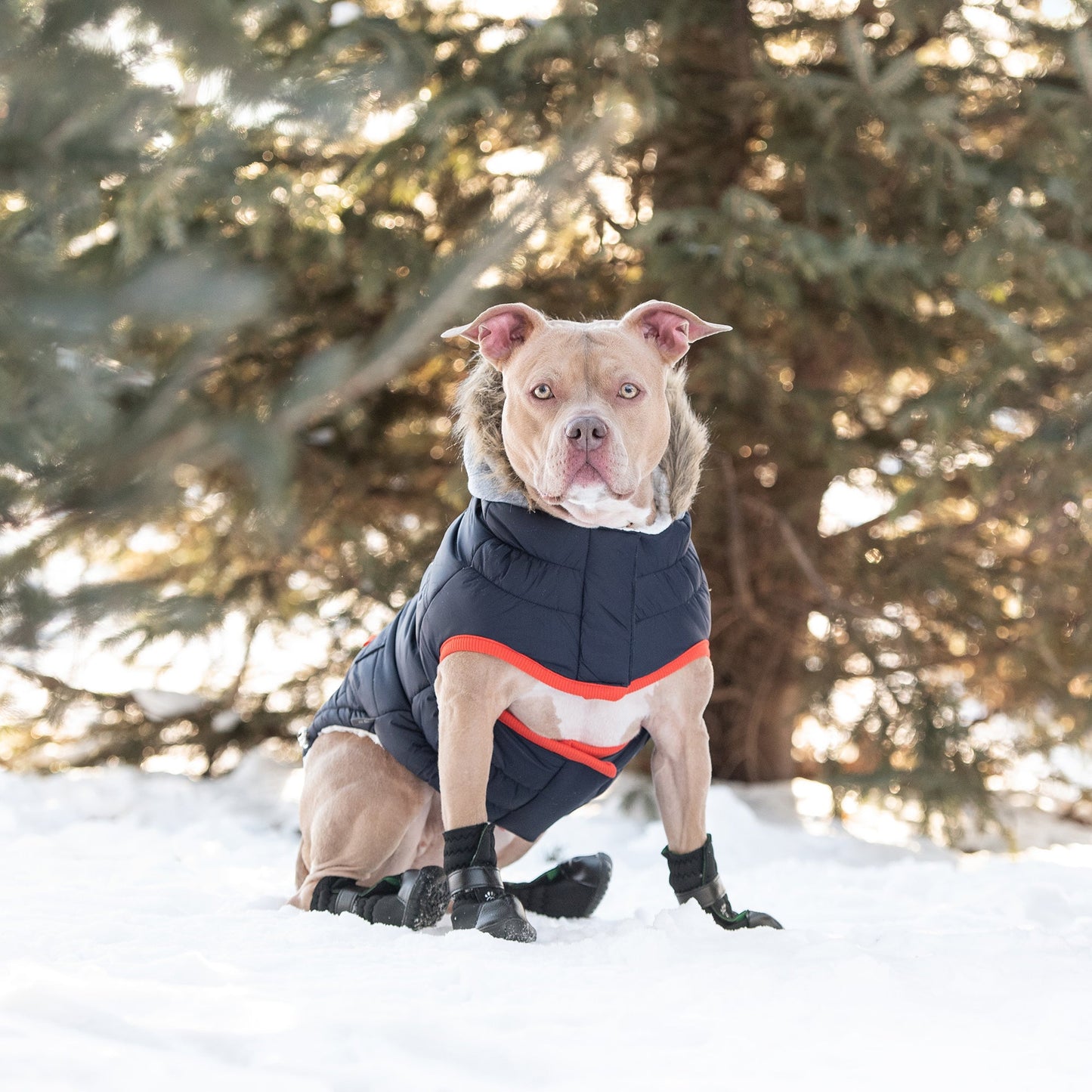 Dog Parka – Winter Sailor Sherpa Navy