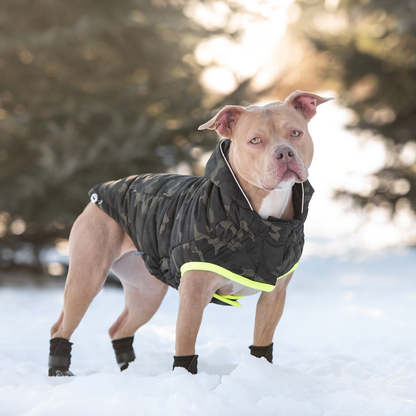 Dog wearing GF Pet camouflage recycled parka with neon yellow hem trim and hood in outdoor winter snow scene