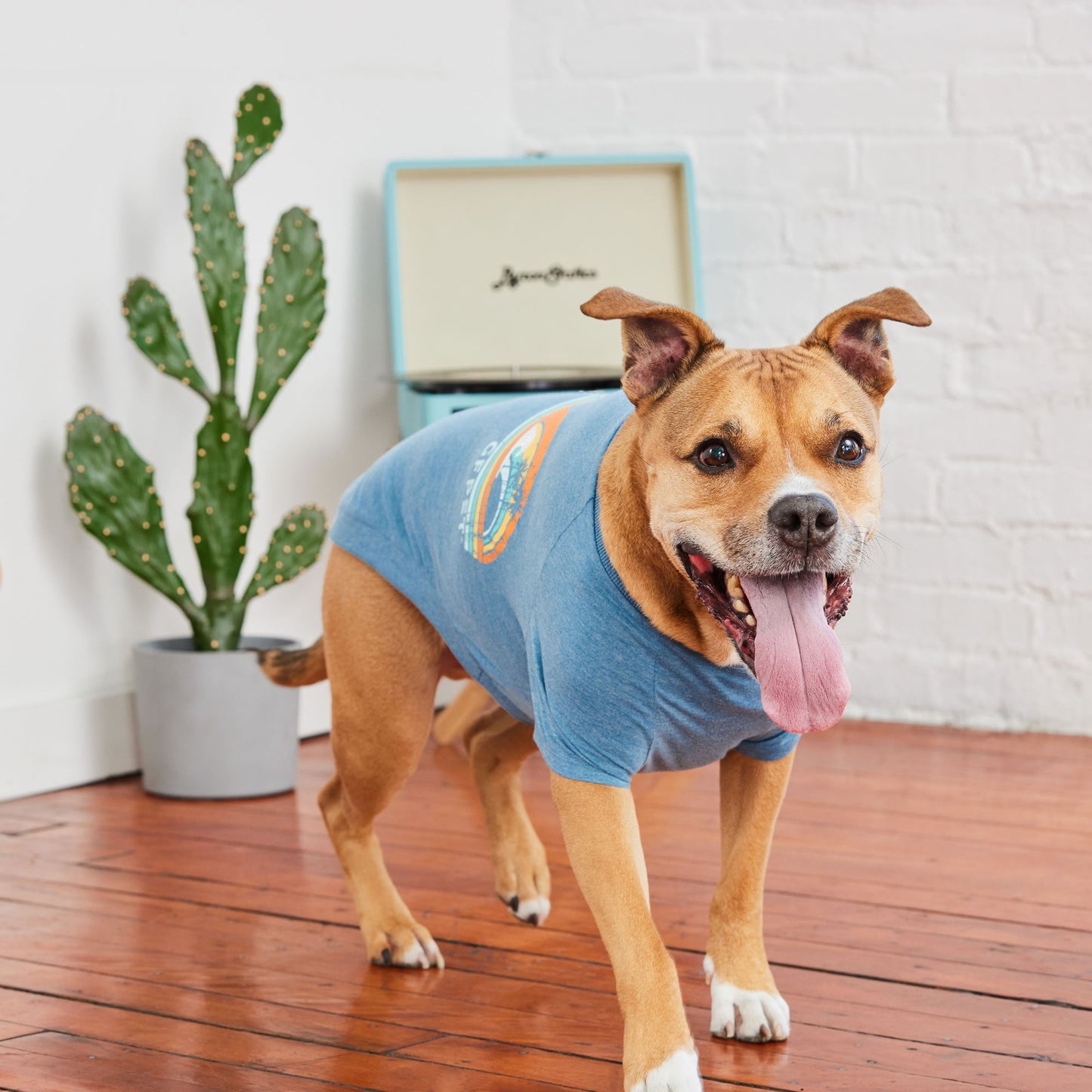 Graphic Dog Tee – Vintage Sporty Print, Raglan Sleeves, Blue