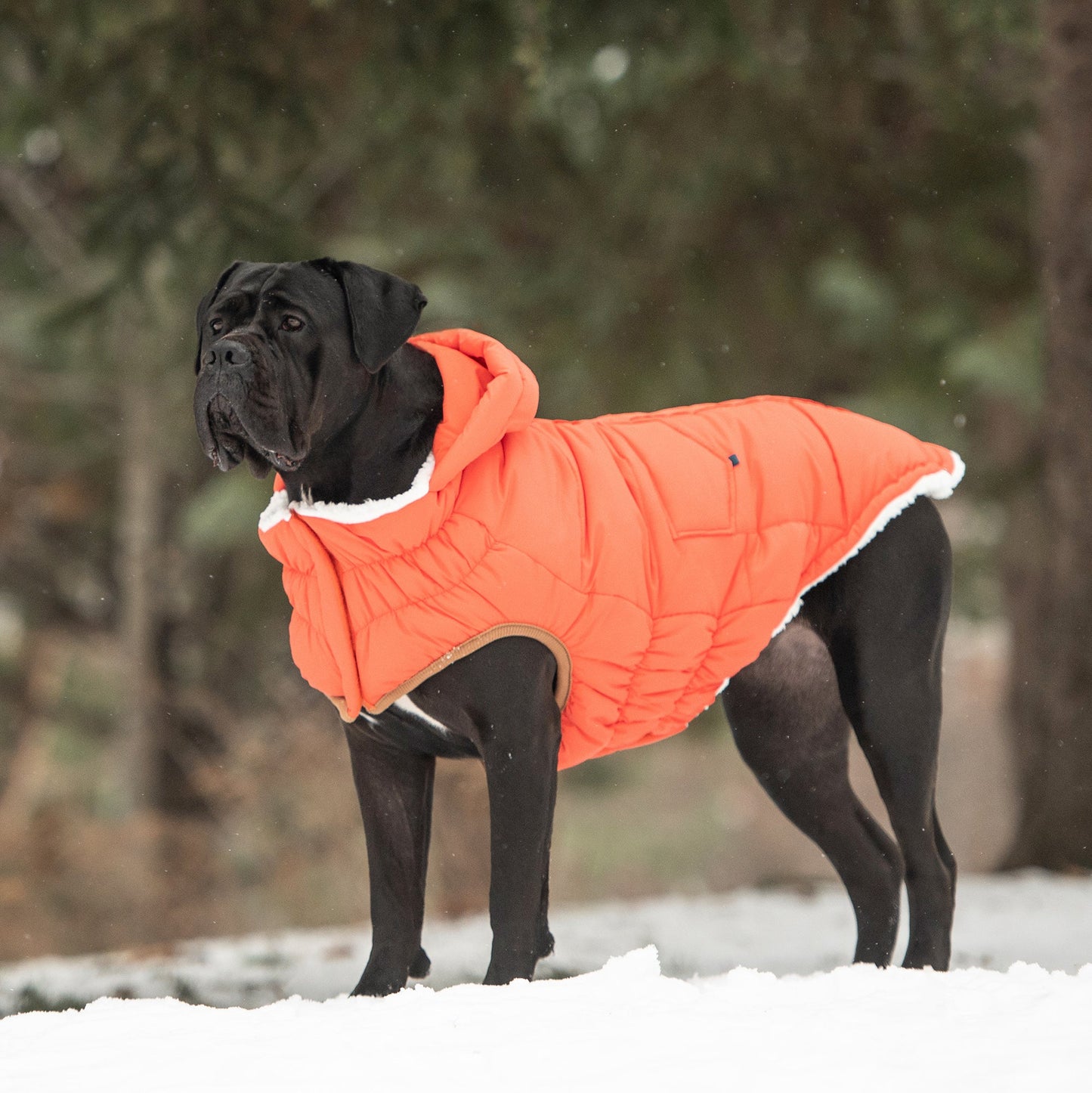 Puff Parka for Dogs – Orange | Insulated Winter Coat