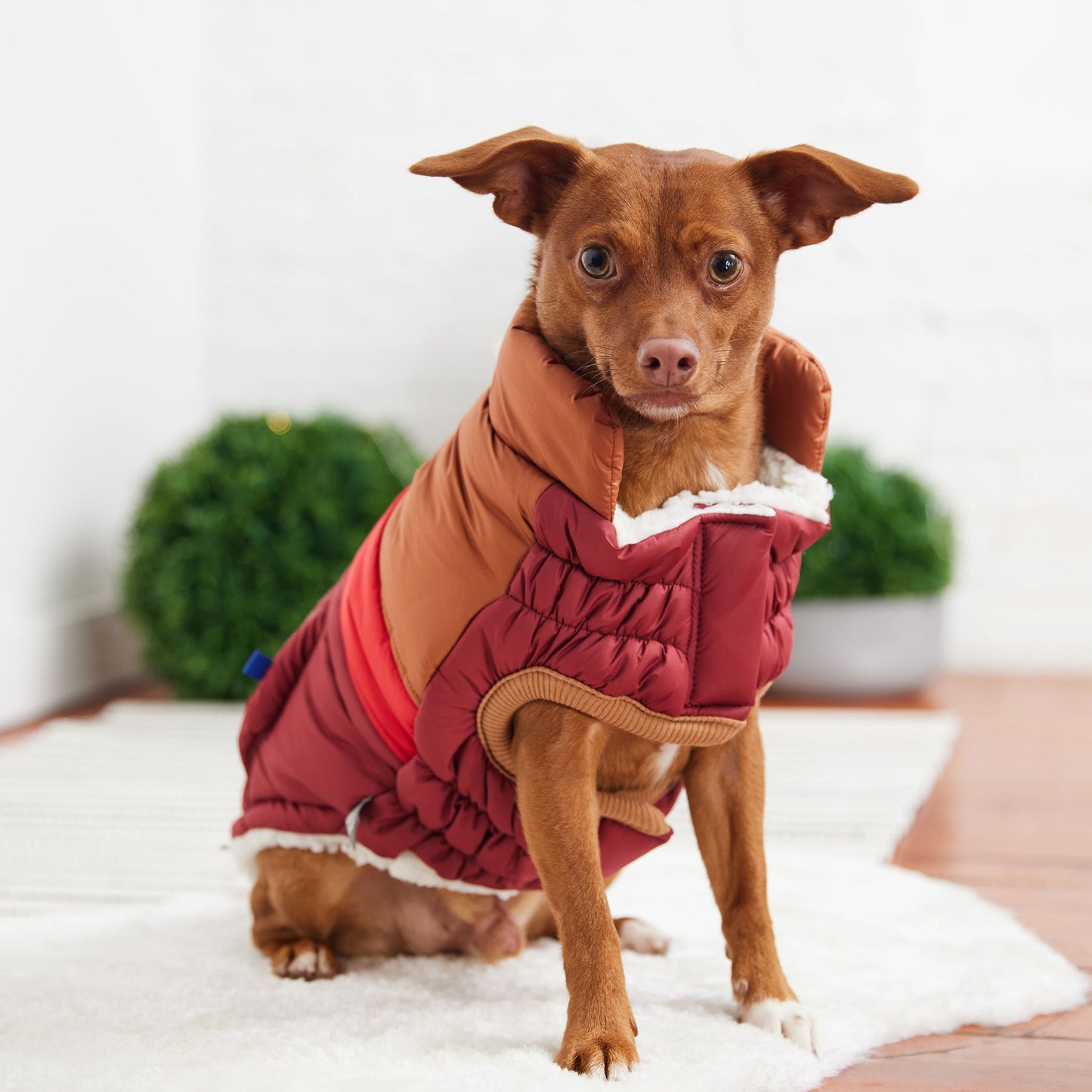Retro Puffer Dog Jacket – Dark Red | Elasto-FIT