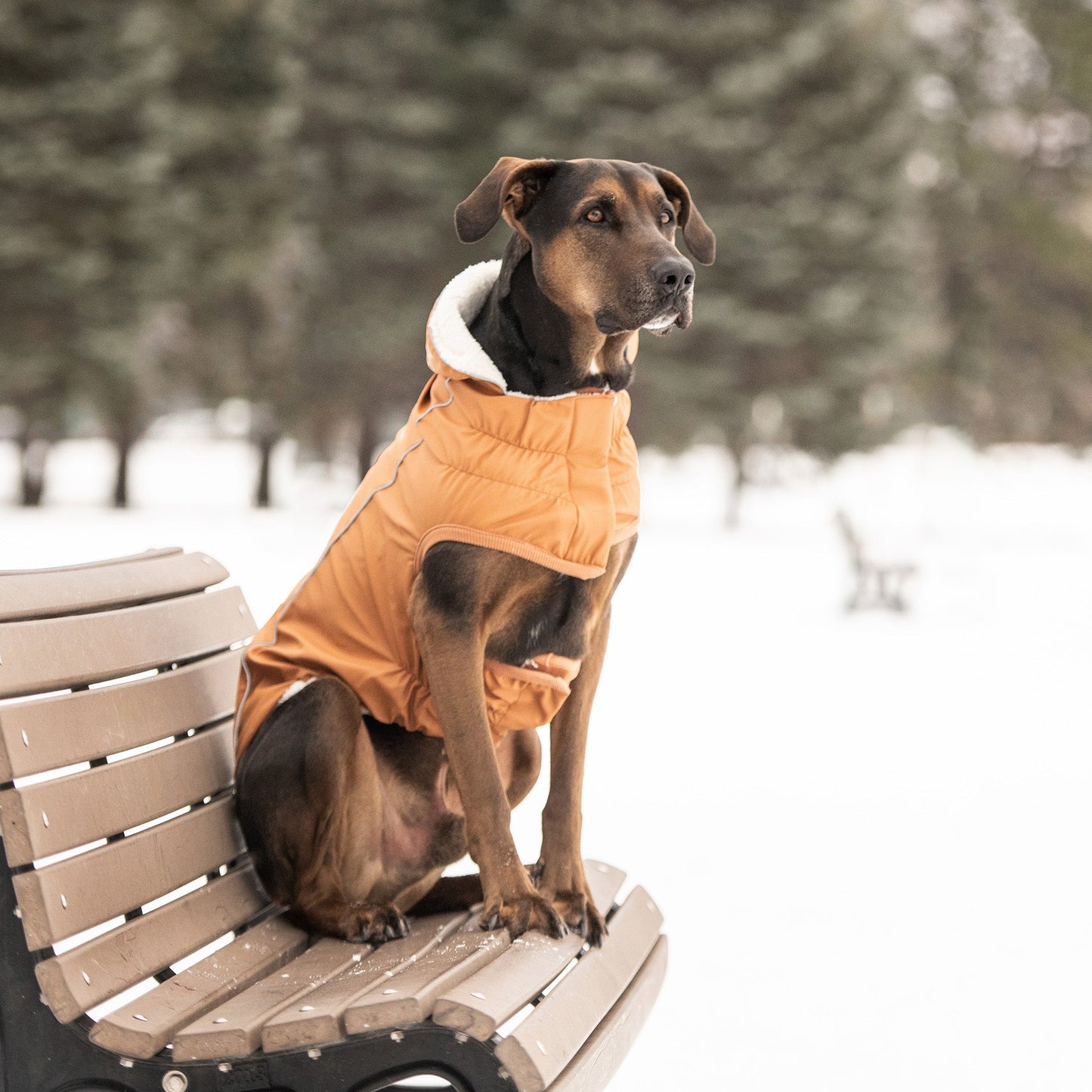 Dog Raincoat – Elasto-Fit Insulated Hazel