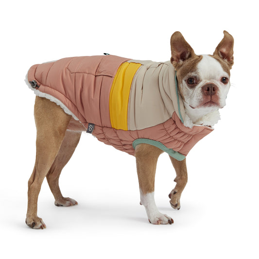 Dog wearing GF Pet Camplife Puffer coat in clay showing color block design with yellow band and sherpa lining trim on white background