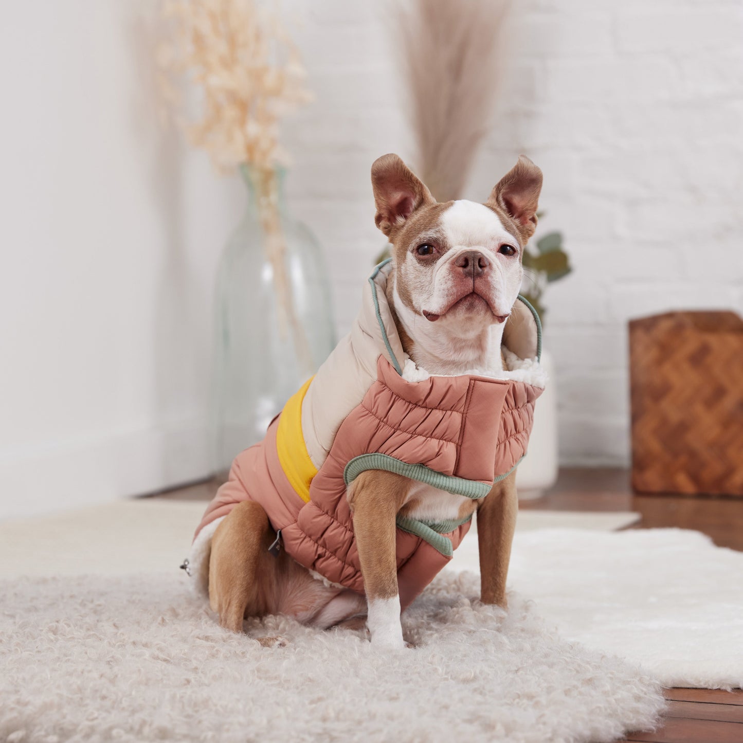 Dog wearing GF Pet Camplife Puffer coat in clay sitting in lifestyle home interior setting showing full coat fit