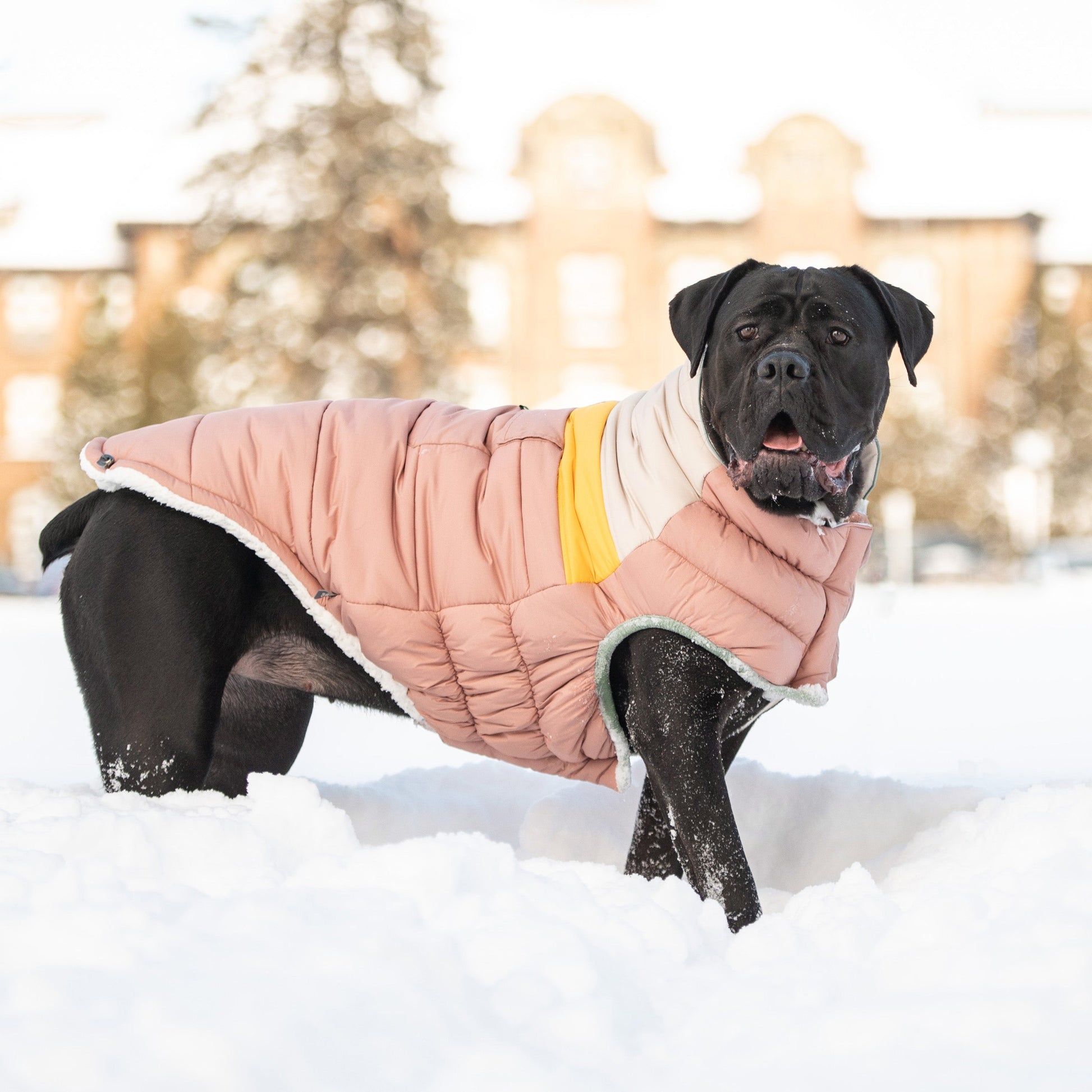 Dog wearing GF Pet Camplife Puffer coat in clay standing in snow outdoor winter scene showing water repellent shell performance