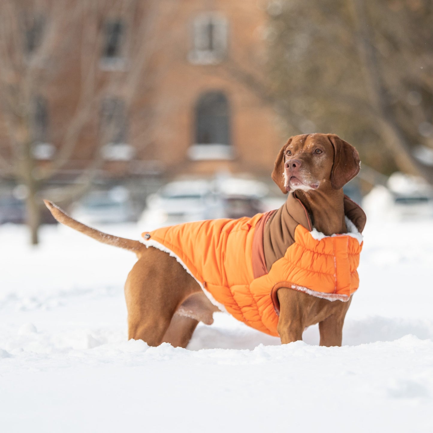Dog Jacket – Camplife Puffer Color Block