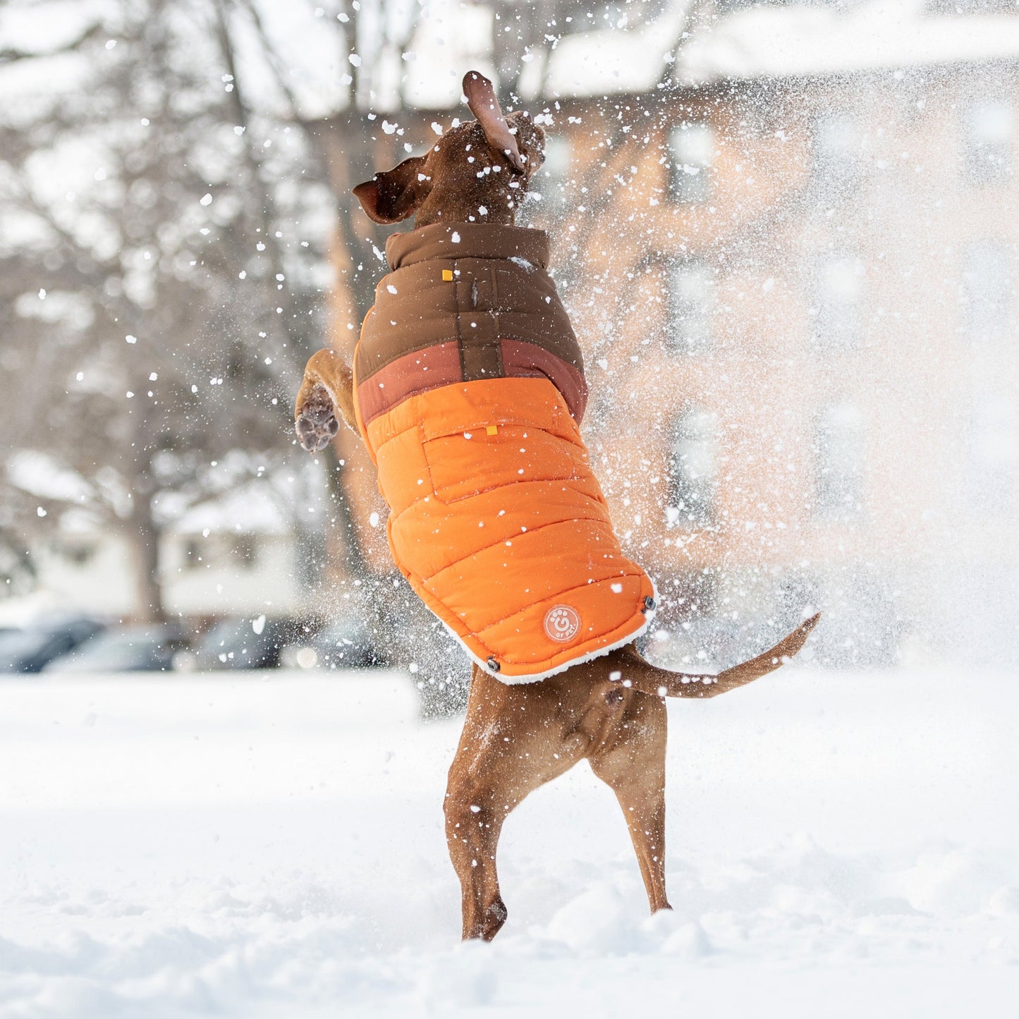 Dog Jacket – Camplife Puffer Color Block
