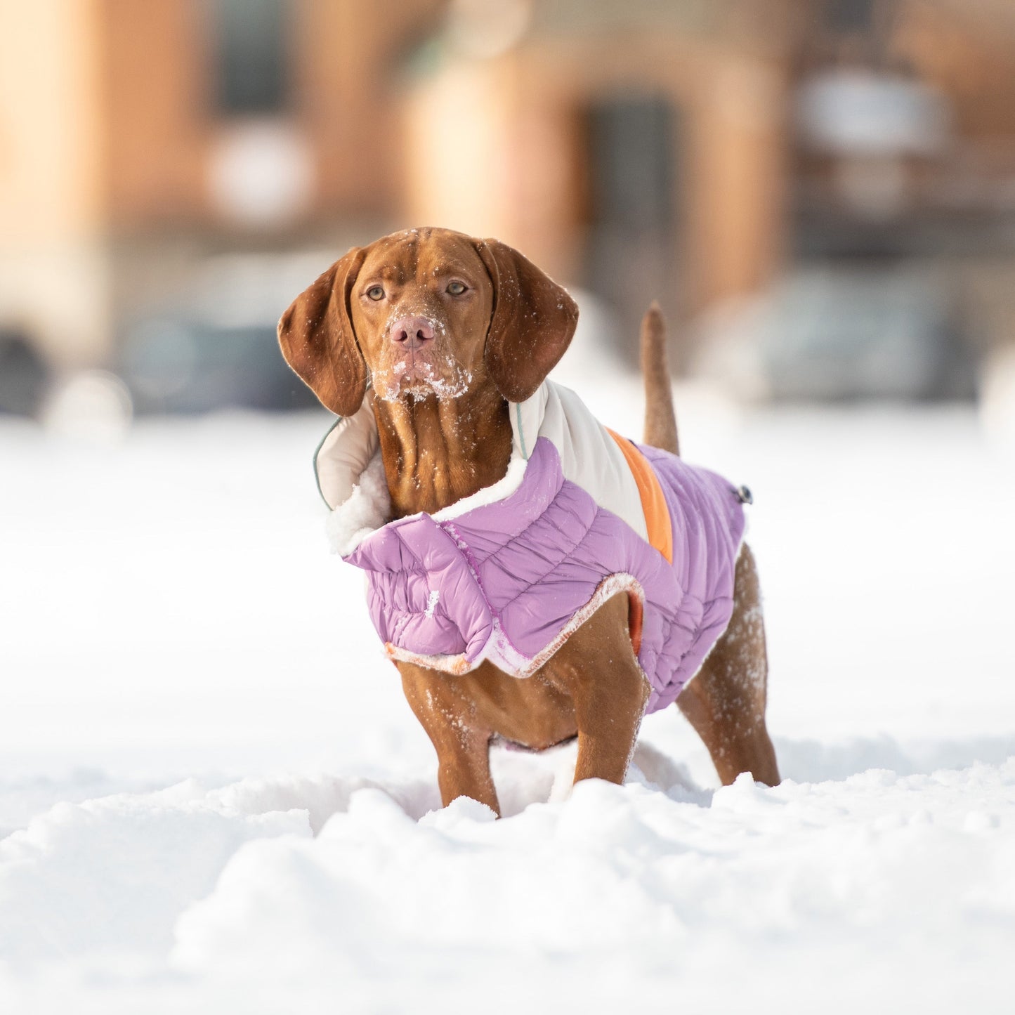Dog Jacket – Camplife Puffer Sherpa Purple