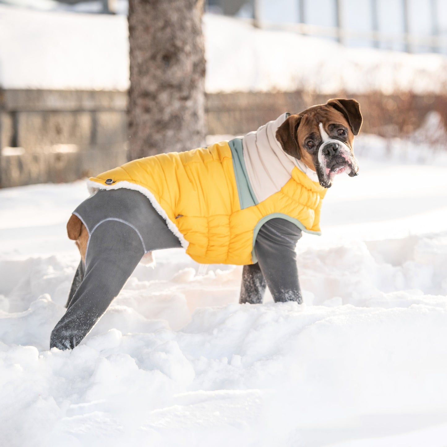 Dog Jacket – Camplife Puffer Sherpa Yellow