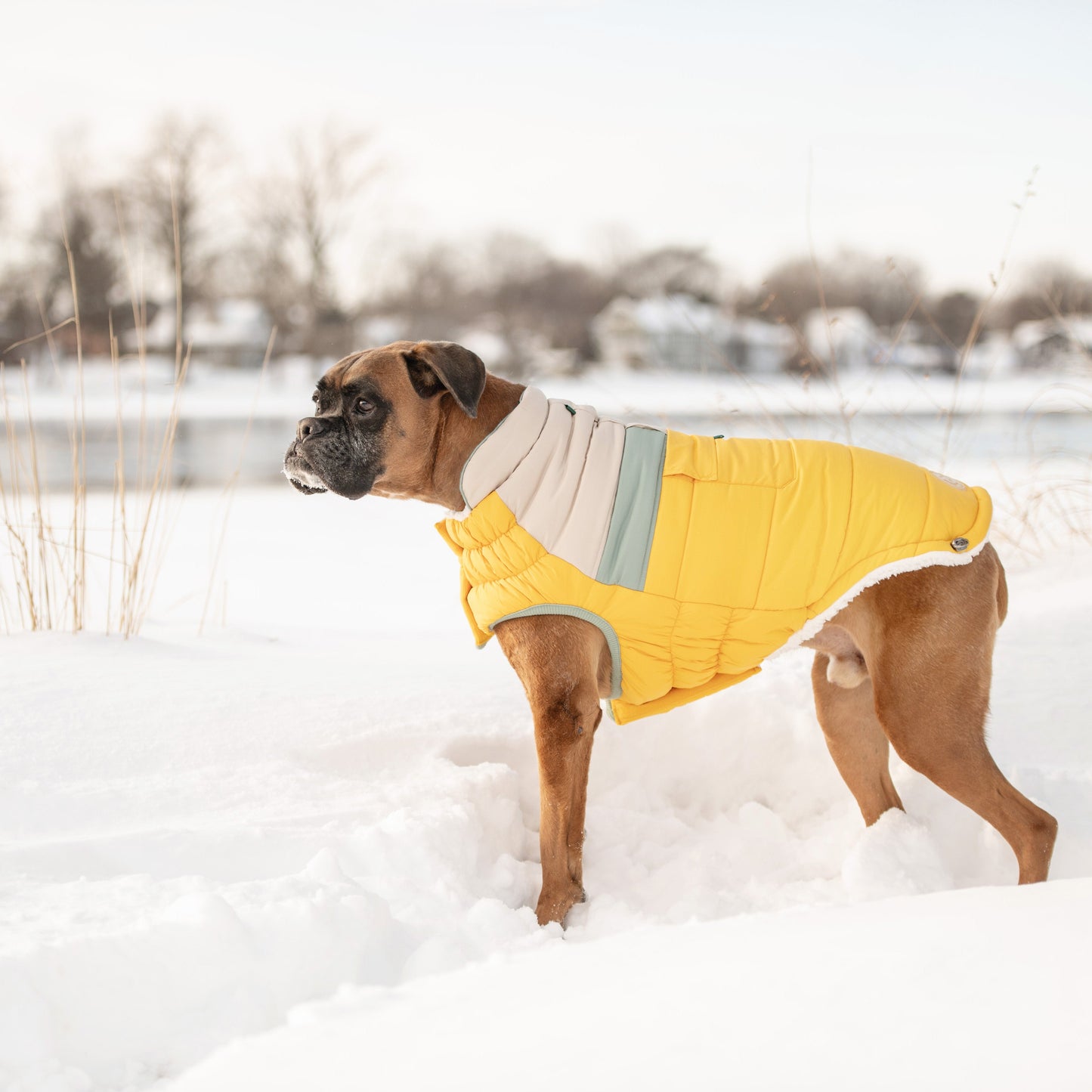 Dog Jacket – Camplife Puffer Sherpa Yellow