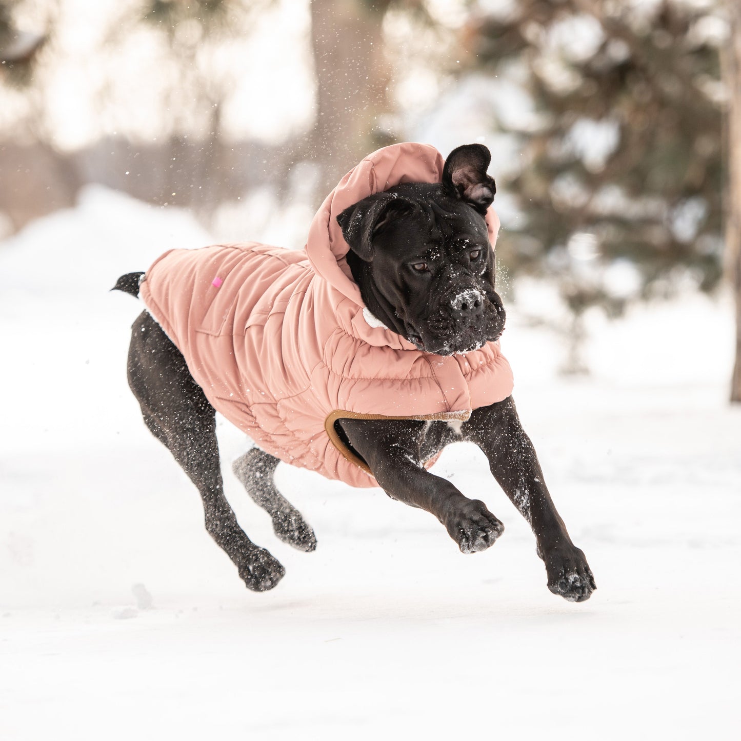 Dog Jacket – Arctic Parka Ultra Puff Clay