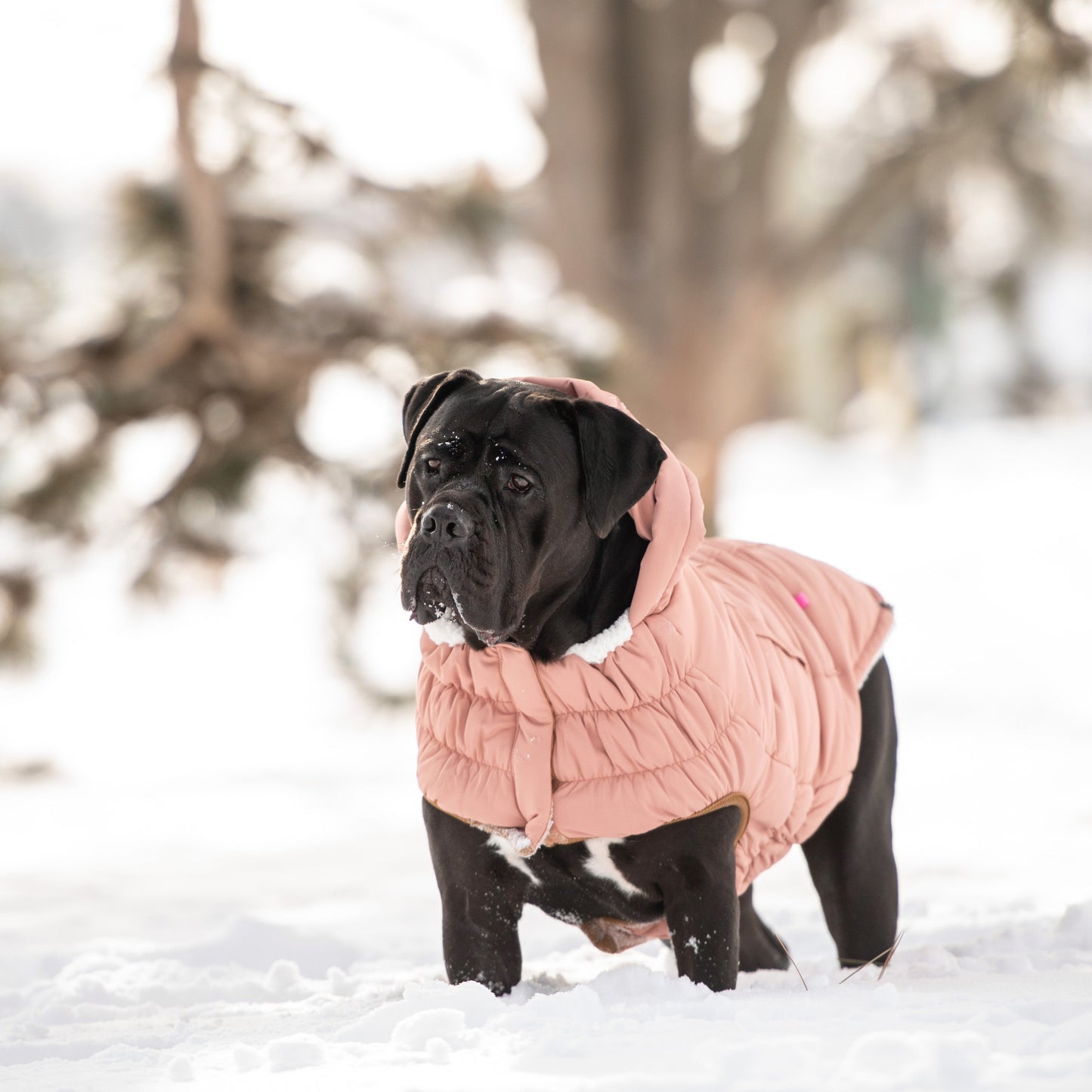 Dog Jacket – Arctic Parka Ultra Puff Clay